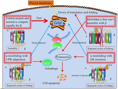 The role of ATP1A3 gene in epilepsy: We need to know more